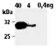 Granzyme B (human) monoclonal antibody (B18.1) image