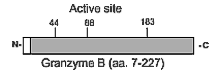 Granzyme B (human) monoclonal antibody (B18.1) Schematic structure of immunogen