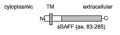 BAFF (human) monoclonal antibody (Buffy-1) (FITC conjugate) Schematic structure of immunogen