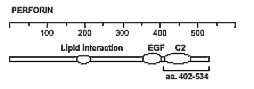 Perforin monoclonal antibody (CE2.10) Schematic structure of immunogen