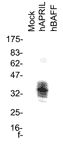 APRIL (human) monoclonal antibody (Aprily-1) Western blot