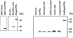 APRIL (human) monoclonal antibody (Aprily-1) Western blot