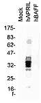 APRIL (human) monoclonal antibody (Aprily-8) Western blot