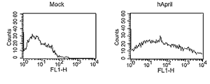 APRIL (human) monoclonal antibody (Aprily-8) Flow Cytometry