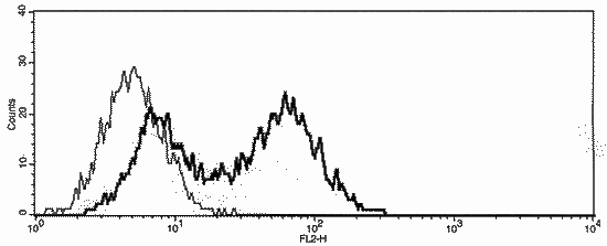 ssDNA monoclonal antibody (F7-26) image
