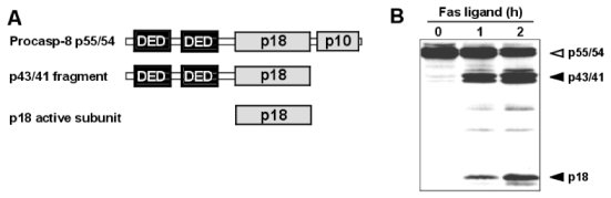 Caspase-8 (human) monoclonal antibody (12F5) Schematic structure of immunogen