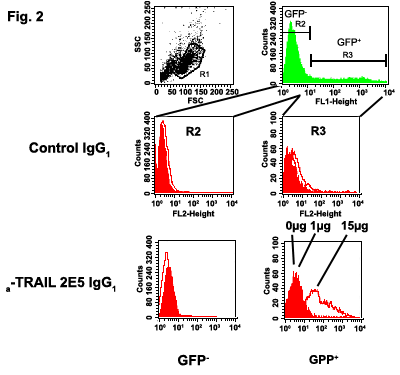 TRAIL-R1 (human) monoclonal antibody (HS101) (FITC conjugate) Flow Cytometry