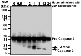 Caspase-3 monoclonal antibody (31A1067) Western blot