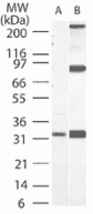Caspase-3 monoclonal antibody (31A1067) Western blot