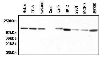 Apaf-1 (human) monoclonal antibody (2E12) Western blot