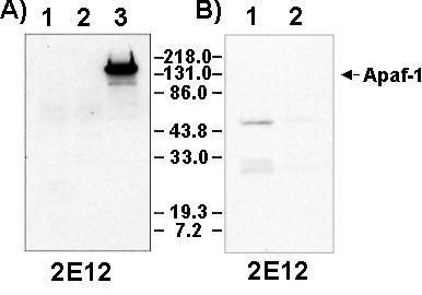 293T