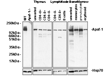 Apaf-1 monoclonal antibody (13F11) Western blot
