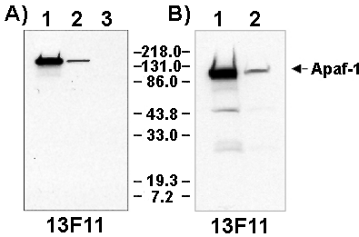 Apaf-1 monoclonal antibody (18H2) Western blot