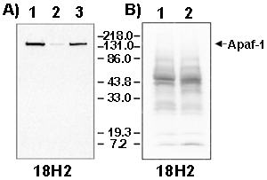 Apaf-1 monoclonal antibody (18H2) Western blot