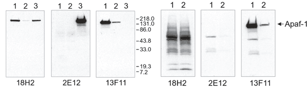 Apaf-1 monoclonal antibody (18H2) Western Blot