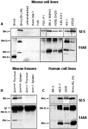 but not from Bim-deficient mice."""""