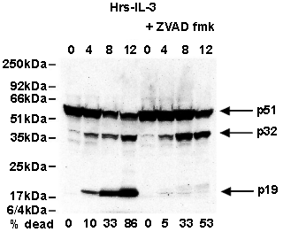 Caspase-2 monoclonal antibody (11B4) Western Blot