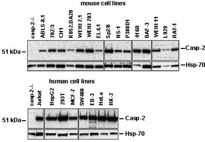 Caspase-2 monoclonal antibody (11B4) Western blot