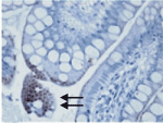 mAb (86B1153.2) at 5µg/ml."