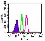 Toll-like receptor 9 monoclonal antibody (26C593.2) Western blot