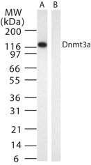 Dnmt3a (mouse) monoclonal antibody (64B1446) Western blot