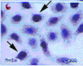 Dnmt3a (mouse) monoclonal antibody (64B1446) Western blot