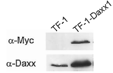 Daxx (human) monoclonal antibody (DAXX-01) Western Blot