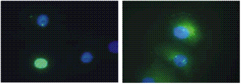 Daxx (human) monoclonal antibody (DAXX-01) Immunofluorescence