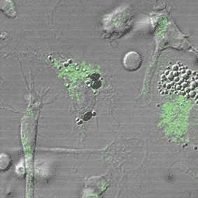 an irrelevant monoclonal antibody served as negative control (filled curves). For specificity testing (A)
