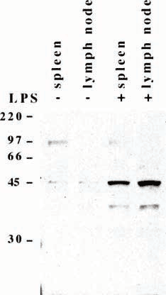 Caspase-11 (mouse) monoclonal antibody (8A5) Western Blot