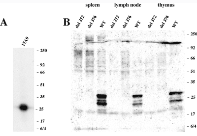 but not in these tissues derived from two knock-out Bmf strains del 372 and del 376."""""