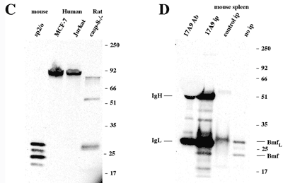 Bmf (mouse/rat) monoclonal antibody (17A9) Western blot