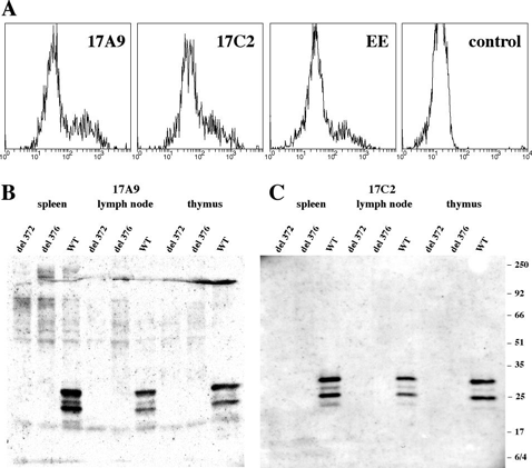 Bmf (mouse/rat) monoclonal antibody (17A9) Flow Cytometry