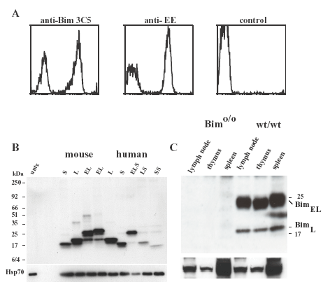 BimS/EL/L monoclonal antibody (3C5) Western blot