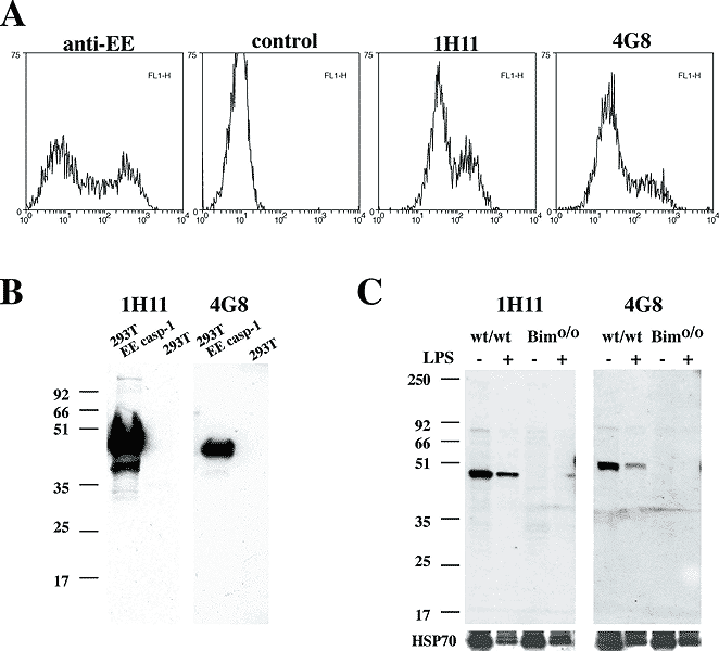 Caspase-1 (mouse) monoclonal antibody (1H11) Flow Cytometry