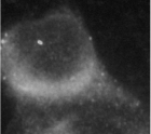 SHP (human) monoclonal antibody (SH2G5-C) Western blot