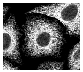 BAP31 monoclonal antibody (A1/182) image