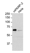 TRIP-Br1 monoclonal antibody (TB1-27/2) Western blot