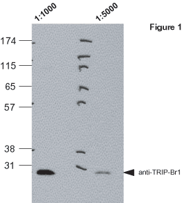 TRIP-Br1 monoclonal antibody (TB1-27/2) Western blot