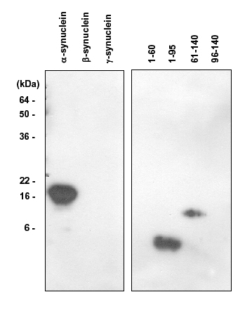 α-Synuclein (human) monoclonal antibody (5C2) Western blot