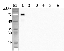 DLK1 (mouse) monoclonal antibody (PF183E) Western blot