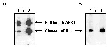 at a concentration of 50µg/mL."