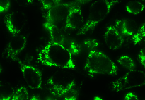 Bcl-rambo (human) (CT) monoclonal antibody (Rocky-2) Immunofluorescence