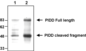 substrate EDA-A1(Prod. No. ALX-522-038); Pink
