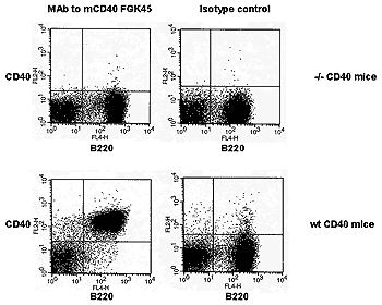 GM8G5 hybridoma supernatant was tested on all CEACAM transfectants. A positive signal was obtained only with CEACAM1 transfected cells (purple curve)."
