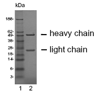 CEACAM19 (human) monoclonal antibody (HY-8H10) SDS-PAGE