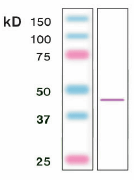 Actin clonal antibody (S12-I) Western blot
