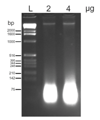 DNA, (purified) (DNAse I activated) image