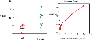 Ig were cleared by treating serum dilutions with 0.05 volume of protein G-Sepharose (Amersham Biosciences) twice for one hour at 4°C before pelleting the beads and collecting supernatants (precleared sera). A total of 20µl/well serum or rmsBAFF (Prod. No. ALX-522-052) serial dilutions in ELISA buffer (PBS