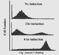 Annexin V-EGFP apoptosis detection kit Flow Cytometry